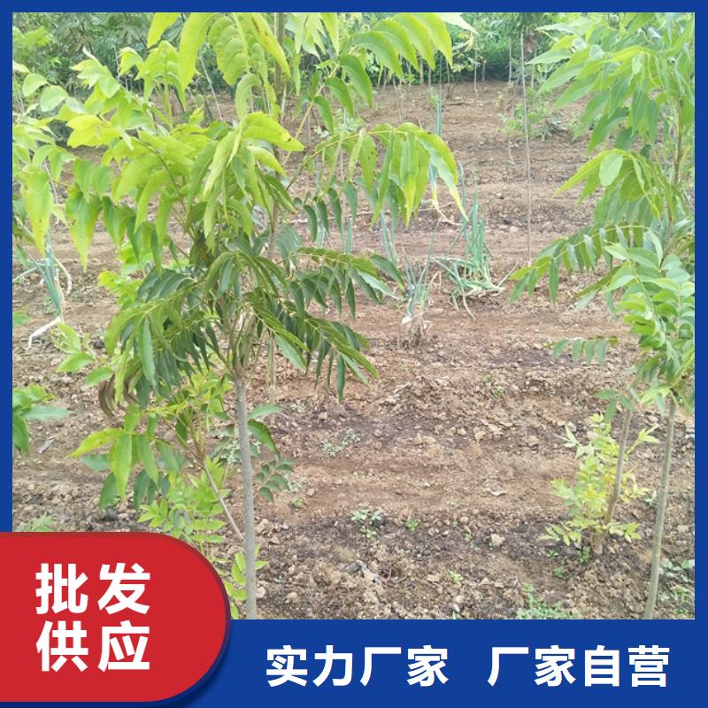 碧根果-樱桃苗出货及时