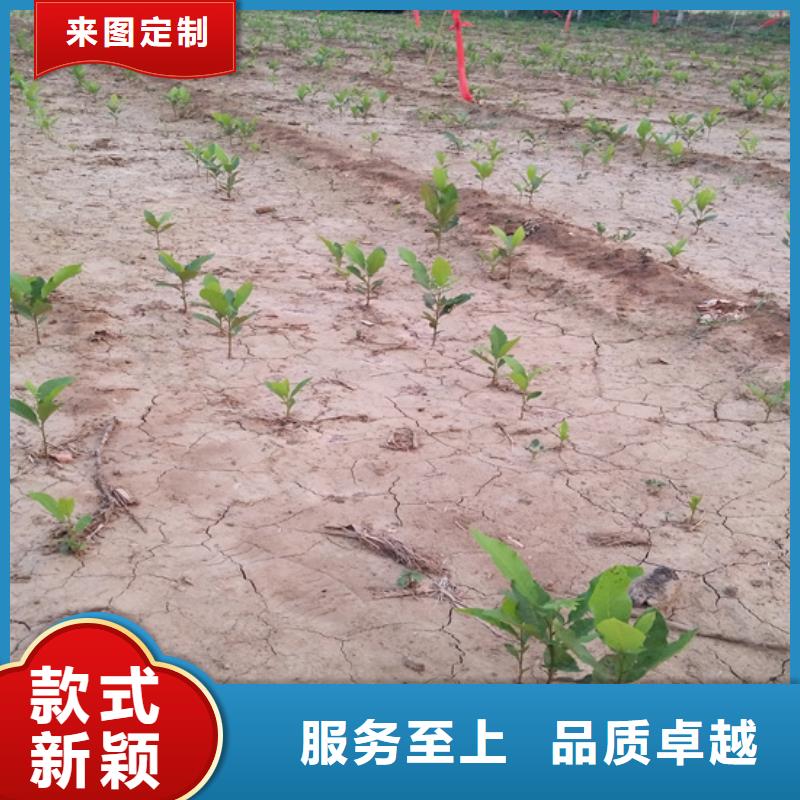 碧根果-樱桃苗出货及时