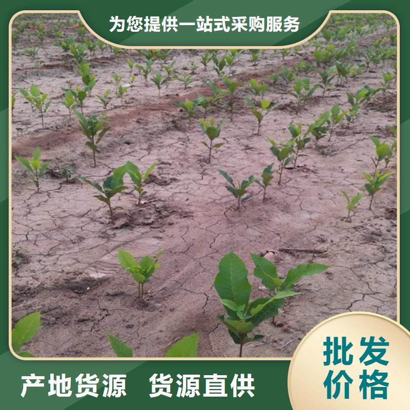 碧根果-樱桃苗出货及时