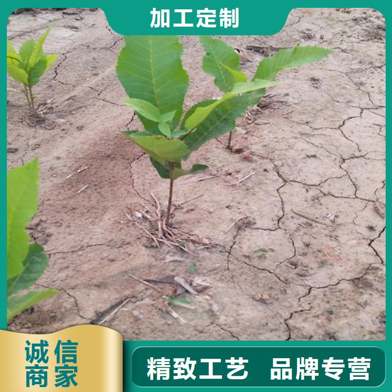 碧根果樱桃苗品质过硬