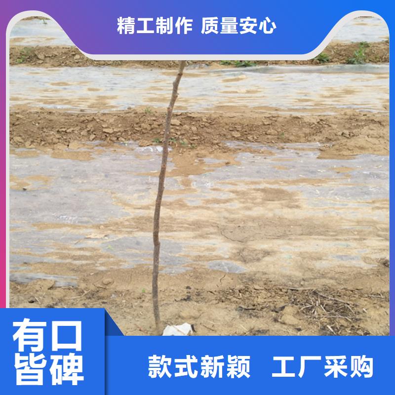 碧根果无花果苗匠心工艺