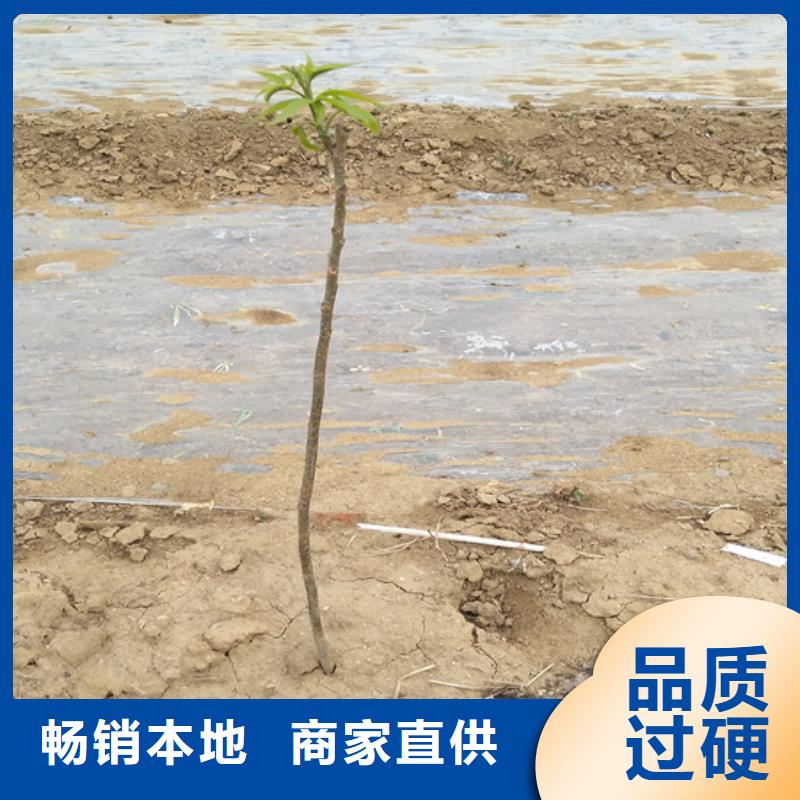 碧根果无花果苗匠心工艺