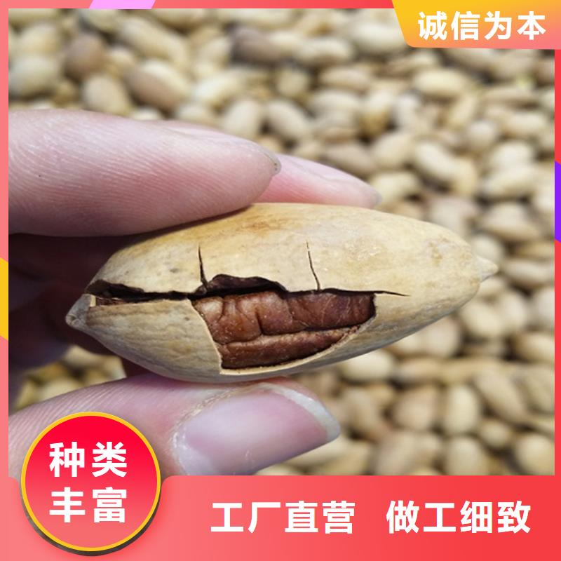 碧根果-樱桃苗出货及时