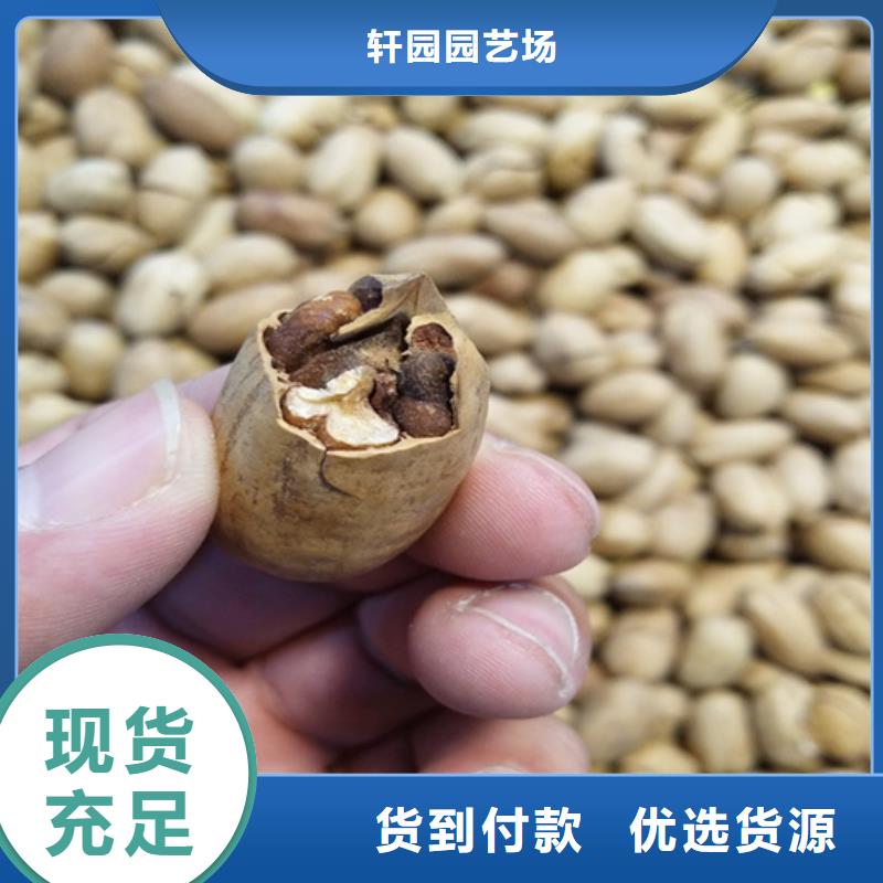 碧根果苗一亩地多少棵