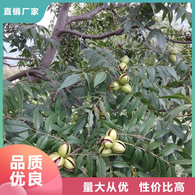 碧根果-樱桃苗出货及时