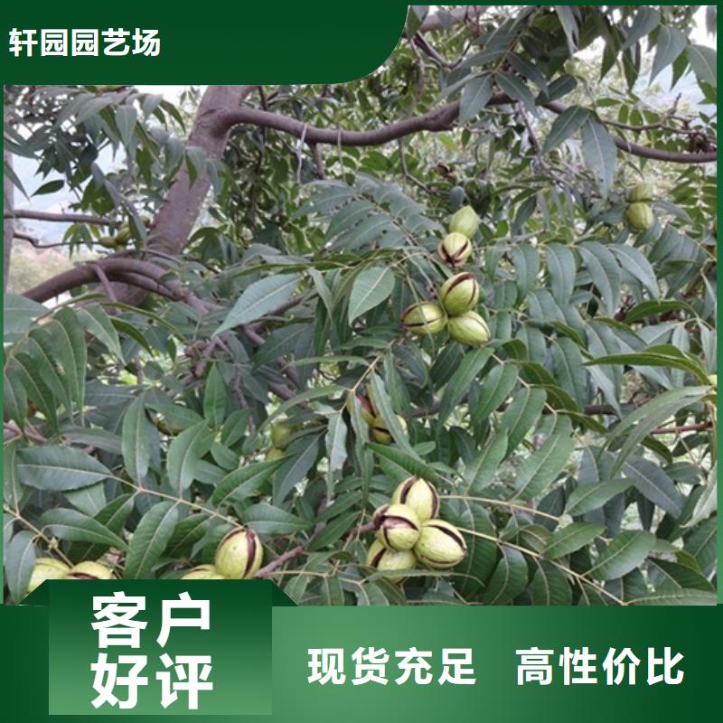 碧根果-樱桃苗出货及时