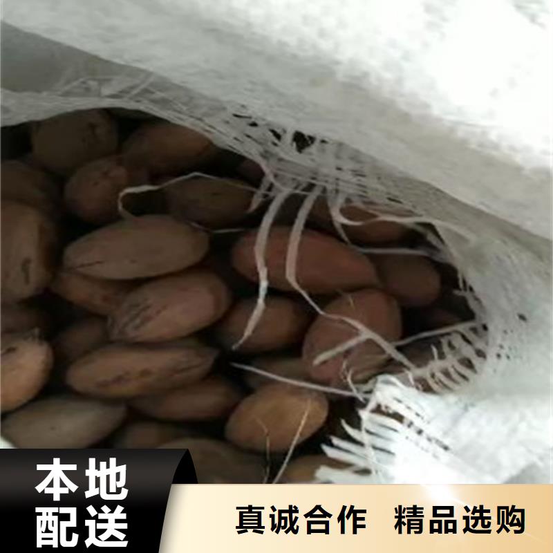 碧根果-樱桃苗出货及时