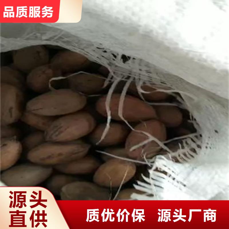 碧根果-樱桃苗出货及时