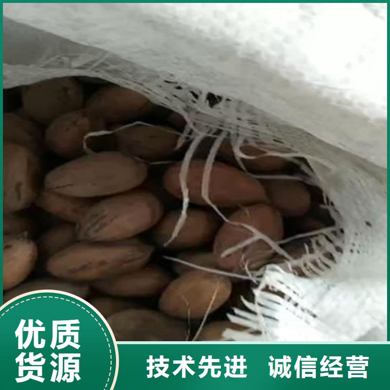 碧根果-樱桃苗出货及时
