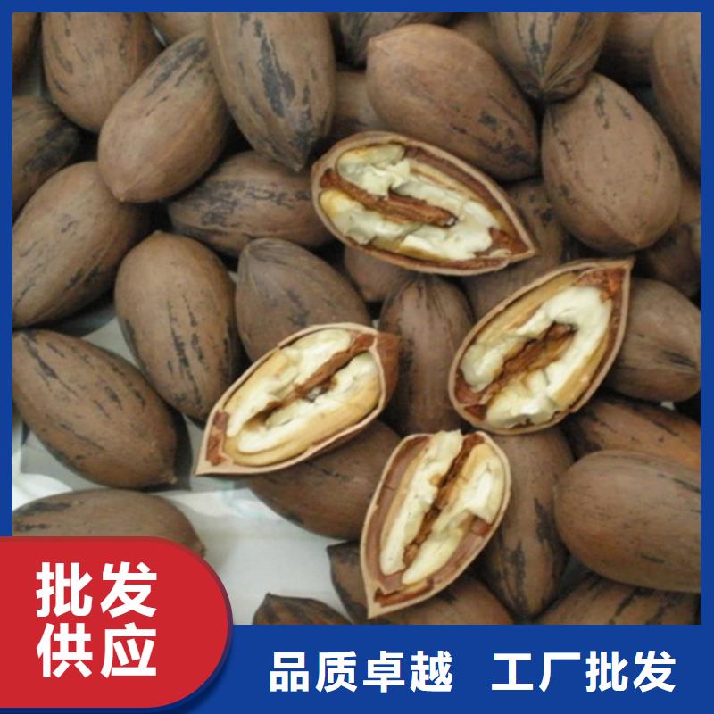 碧根果-樱桃苗出货及时