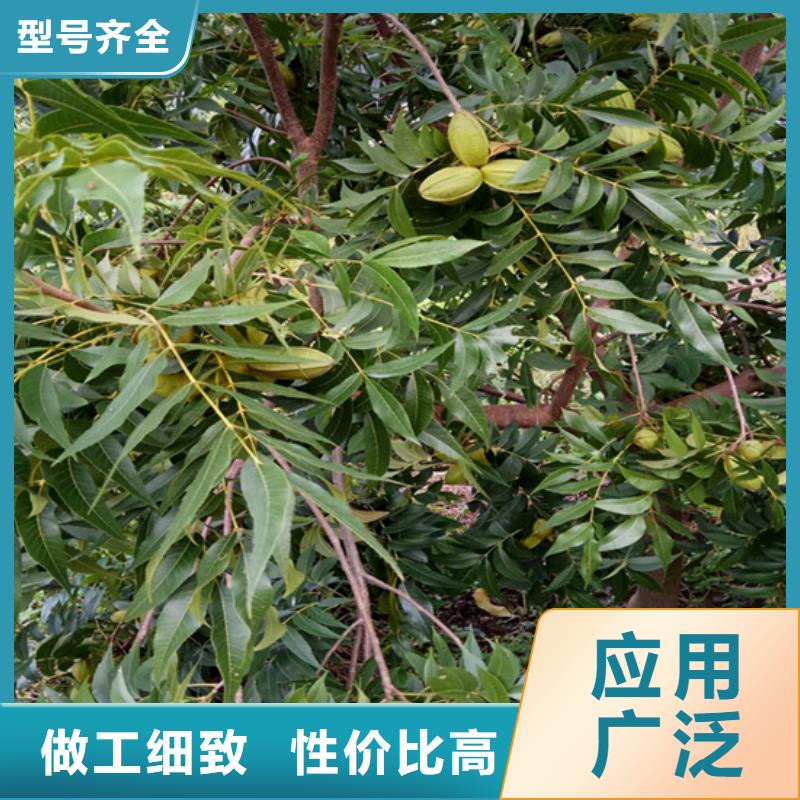 碧根果-樱桃苗出货及时