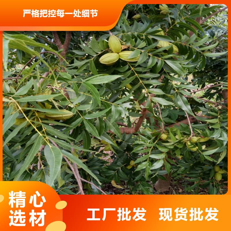 碧根果-樱桃苗出货及时