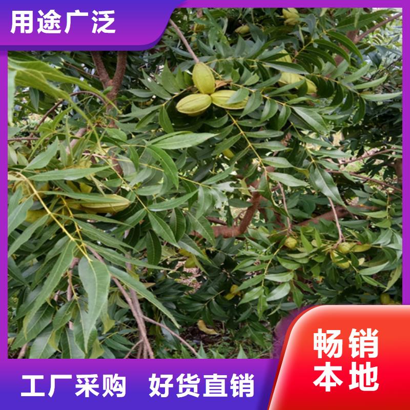碧根果樱桃苗品质过硬