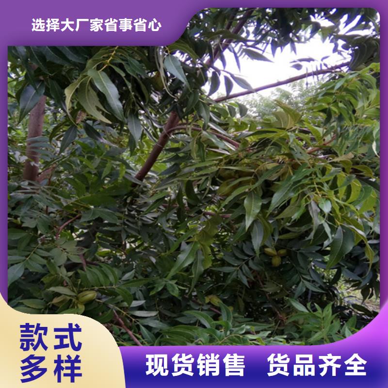 碧根果-樱桃苗出货及时