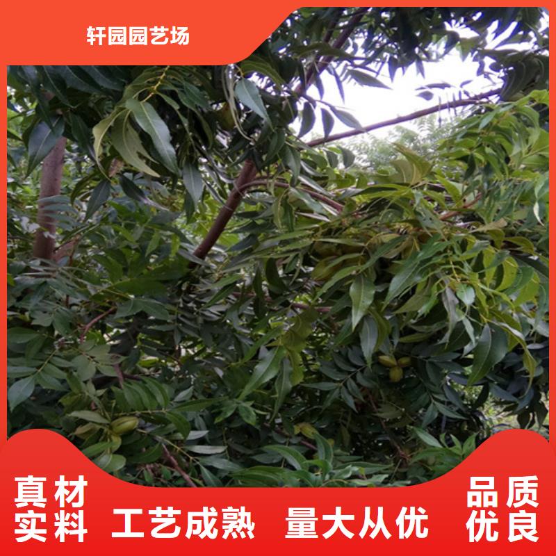 碧根果樱桃苗用心服务