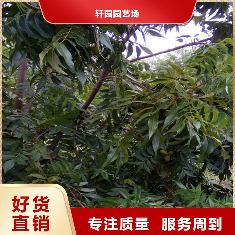 碧根果樱桃苗品质过硬