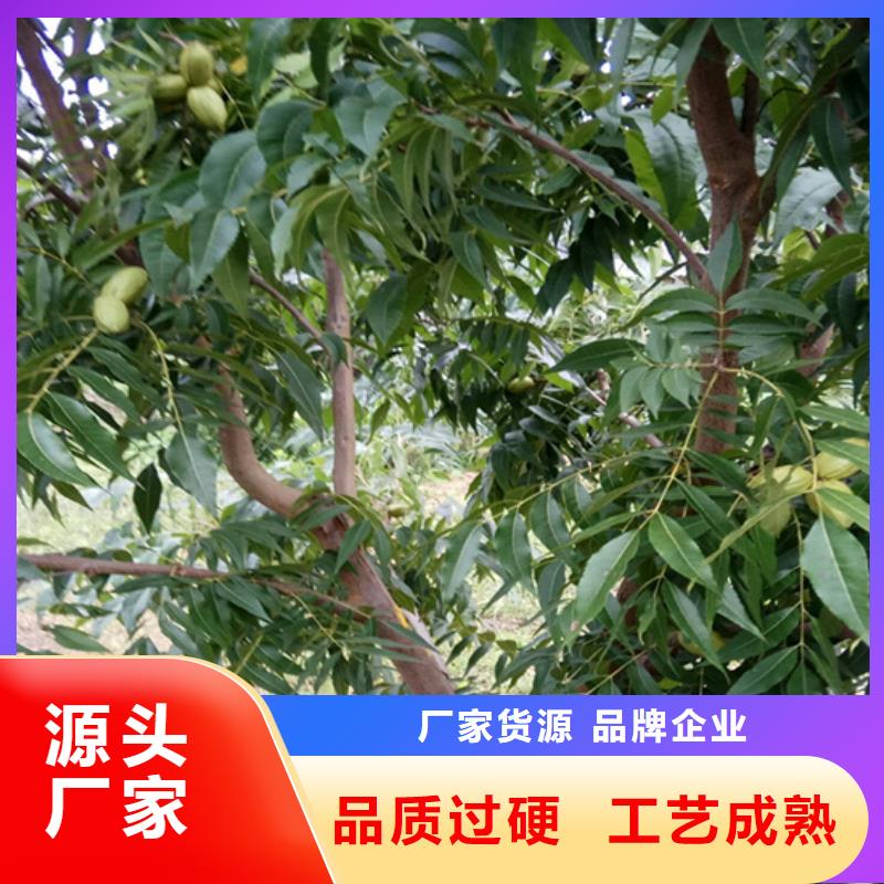 碧根果樱桃苗用心服务