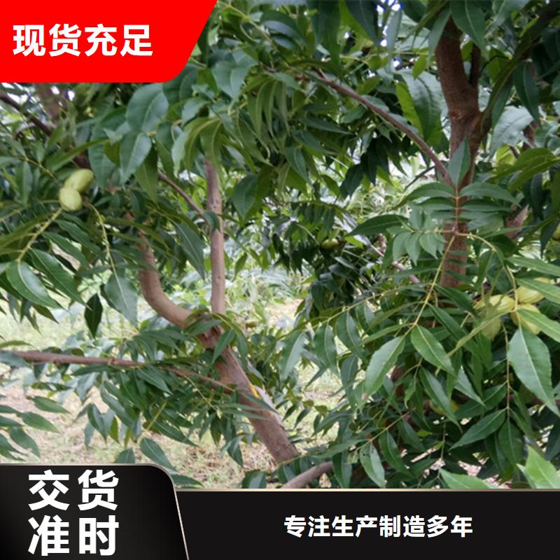 碧根果樱桃苗品质过硬