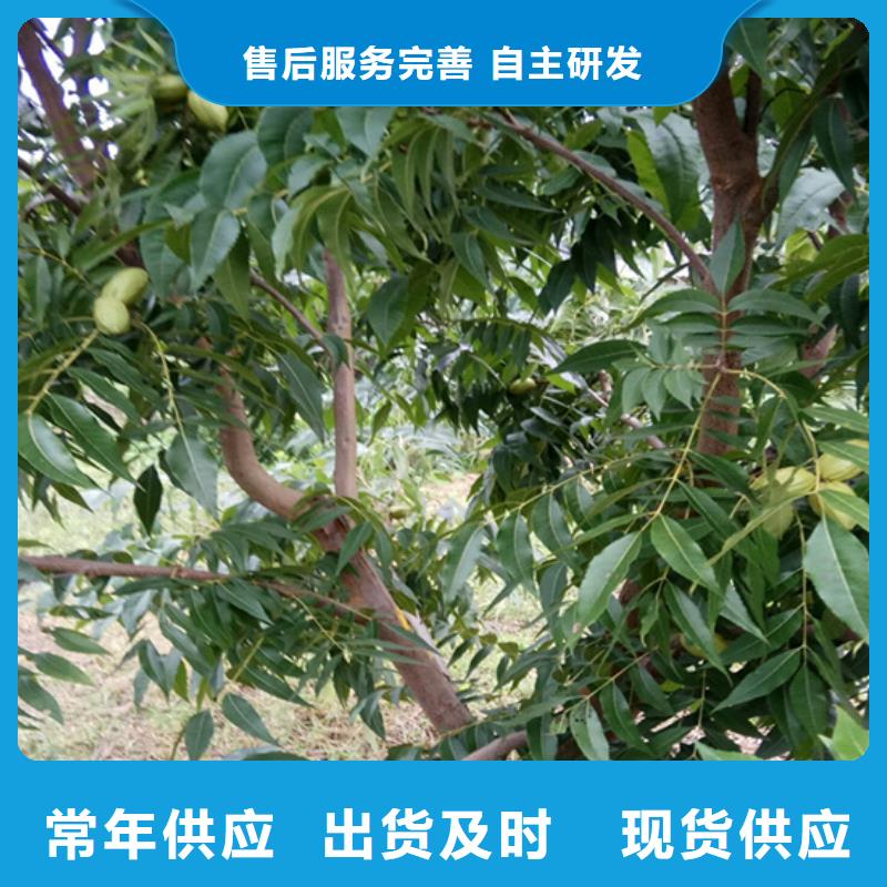 碧根果-樱桃苗出货及时