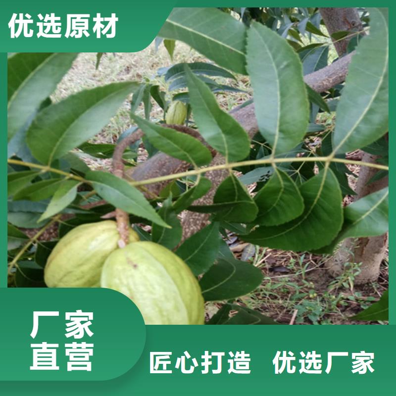 碧根果-樱桃苗出货及时