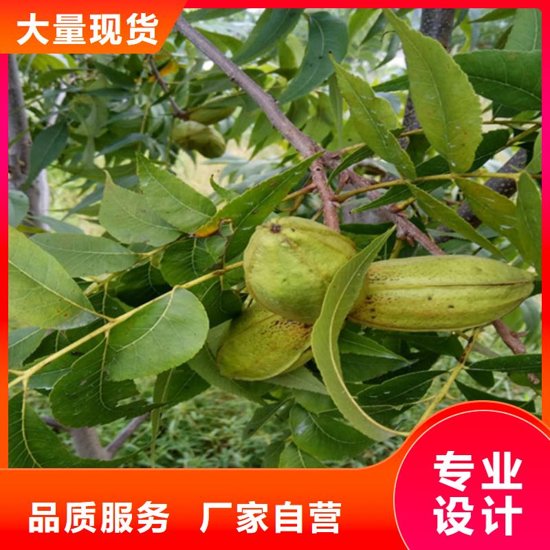 碧根果-樱桃苗出货及时