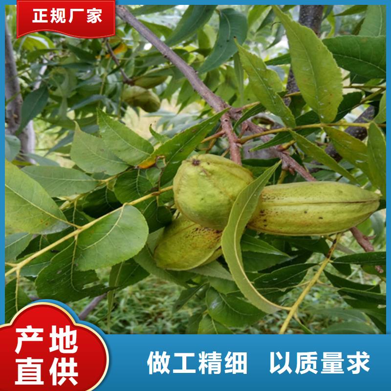碧根果樱桃苗用心服务