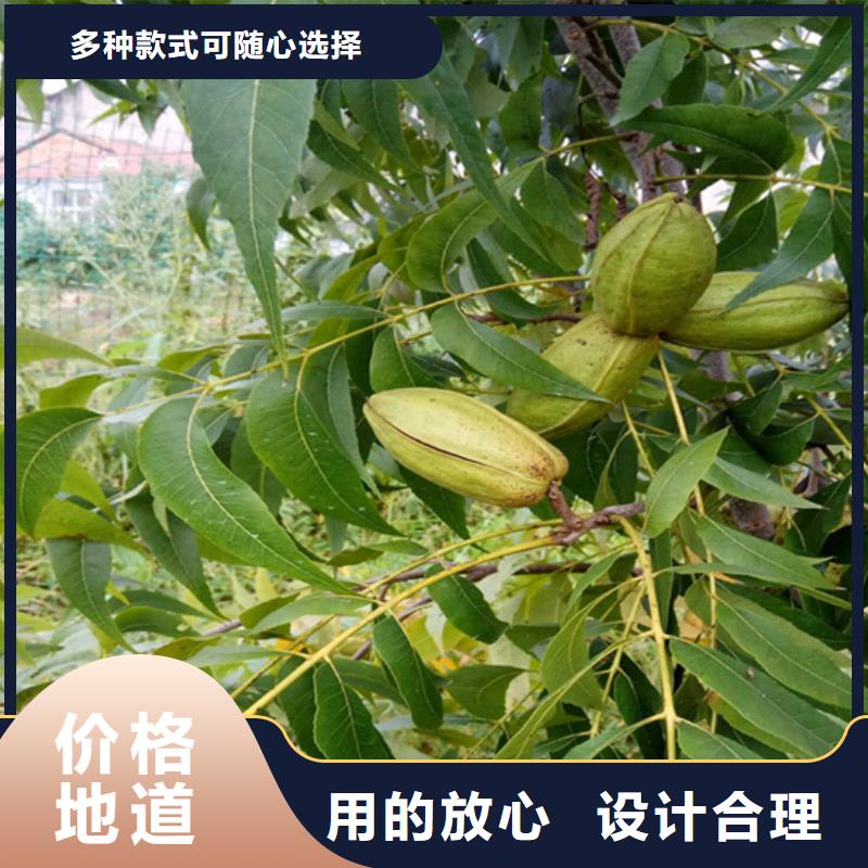 碧根果樱桃苗用心服务