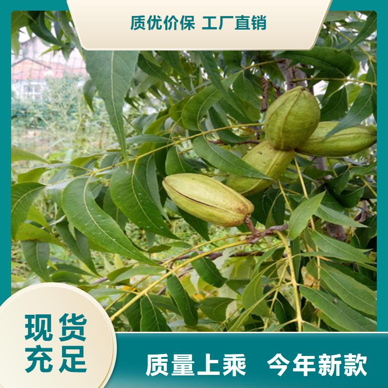 碧根果-樱桃苗出货及时
