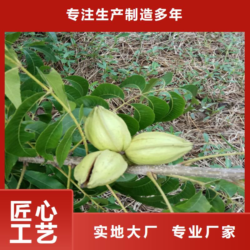 碧根果樱桃苗品质过硬