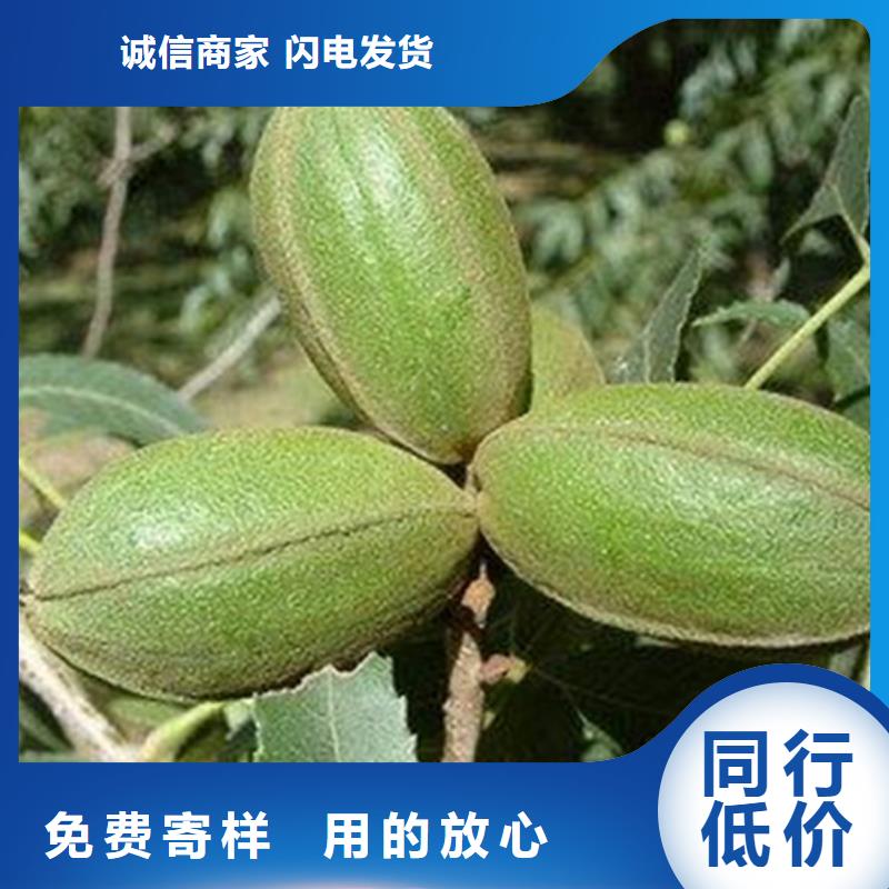 碧根果樱桃苗品质过硬