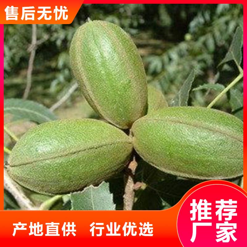 碧根果樱桃苗用心服务