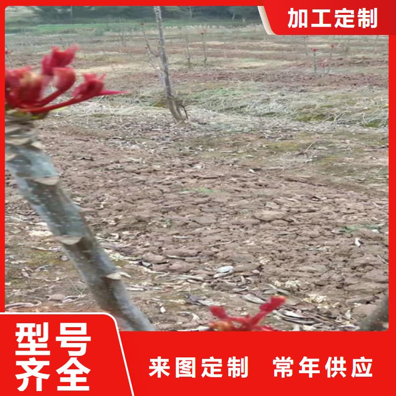 香椿石榴树苗全品类现货