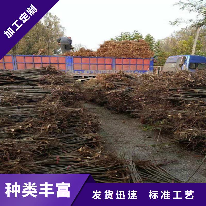 香椿石榴树苗全品类现货