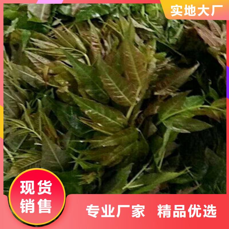 香椿石榴树苗全品类现货