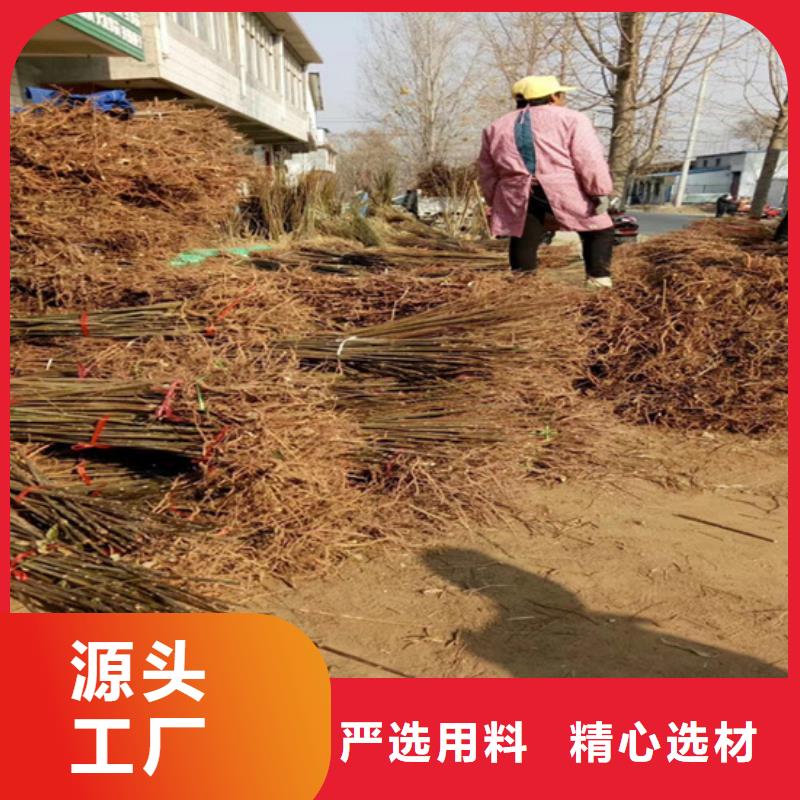 香椿【石榴苗】超产品在细节