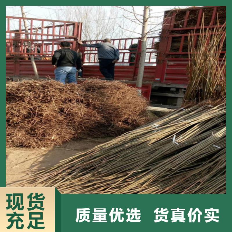 香椿-3公分石榴苗用好材做好产品
