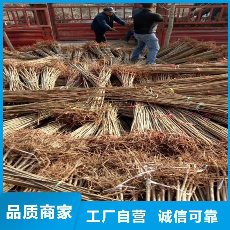 香椿苹果苗欢迎新老客户垂询