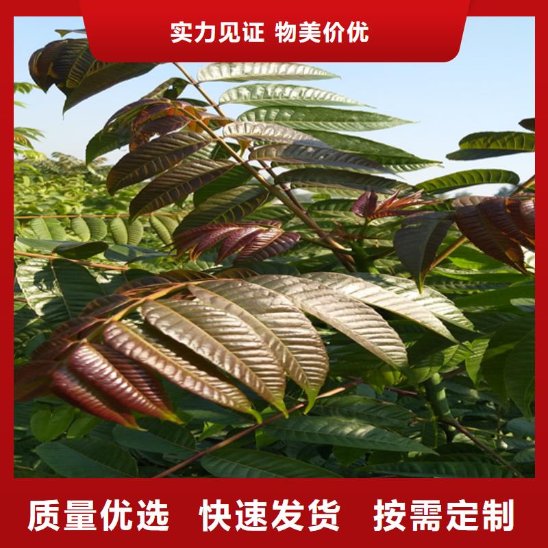 香椿【石榴苗】超产品在细节