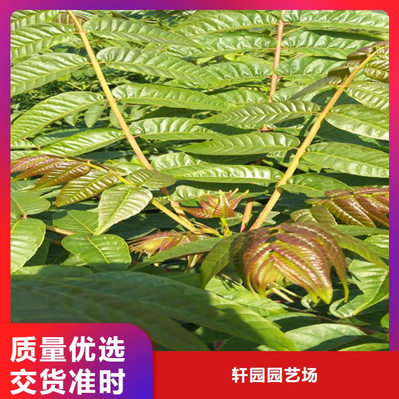 香椿【石榴苗】超产品在细节