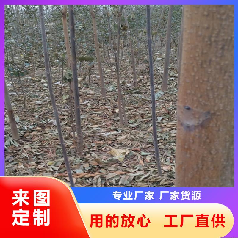 香椿【石榴苗】超产品在细节