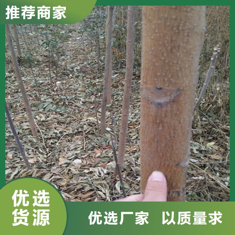 香椿樱桃苗随心所欲定制