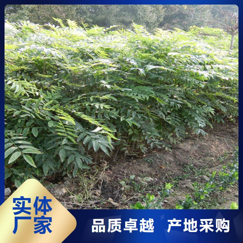 香椿猕猴桃苗专注细节专注品质