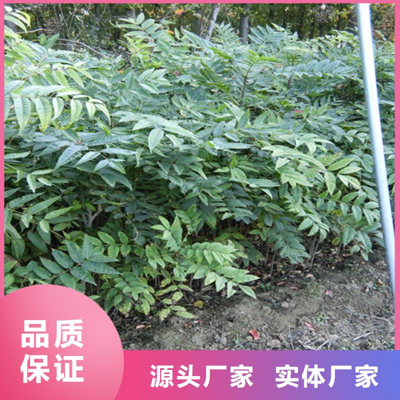 香椿桃树苗支持货到付清
