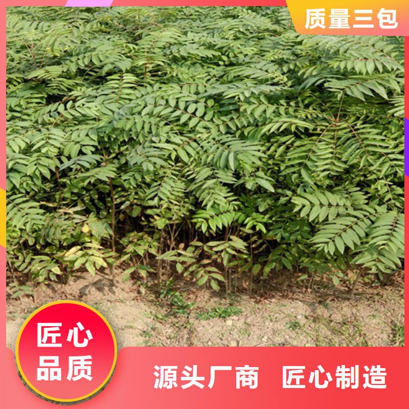 香椿樱桃苗采购无忧