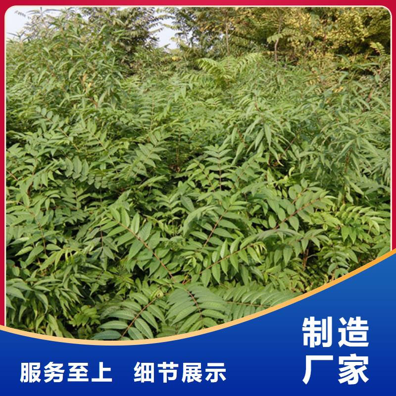 香椿石榴树苗全品类现货