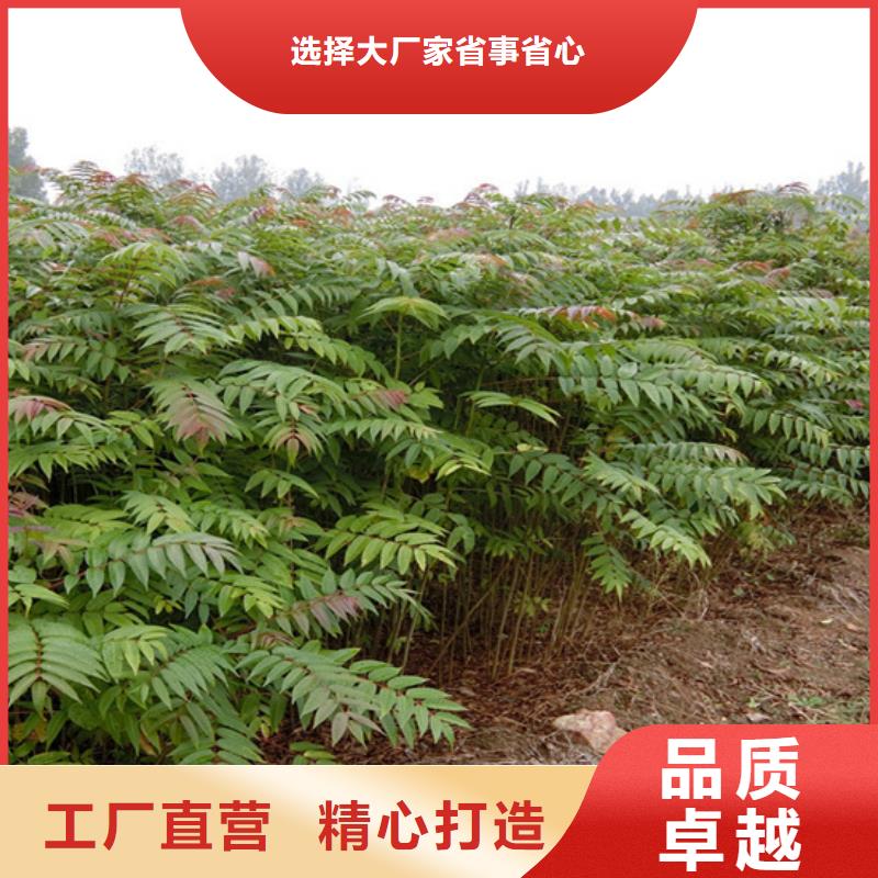 香椿-3公分石榴苗用好材做好产品