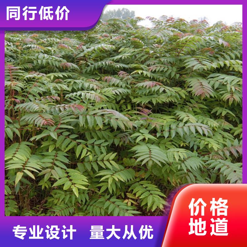 香椿-3公分石榴苗用好材做好产品