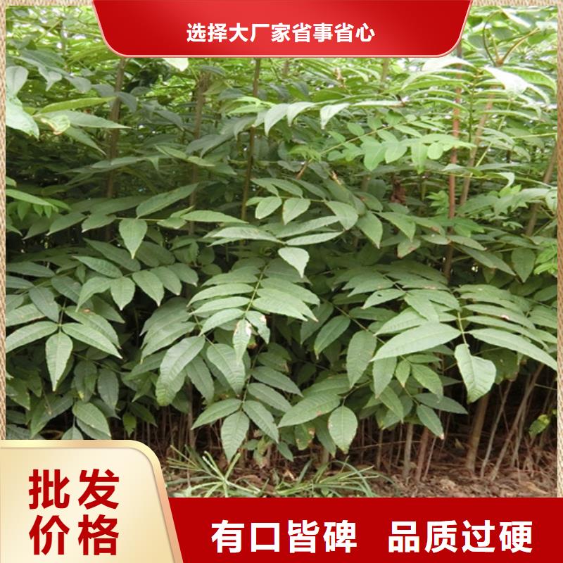 香椿【石榴苗】超产品在细节