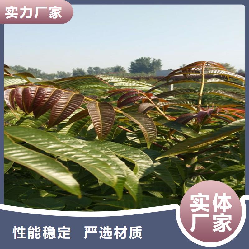 香椿-3公分石榴苗用好材做好产品