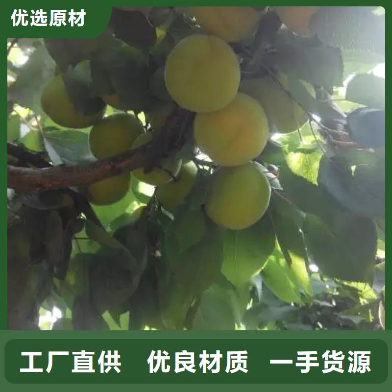 杏-【樱桃苗】严选好货